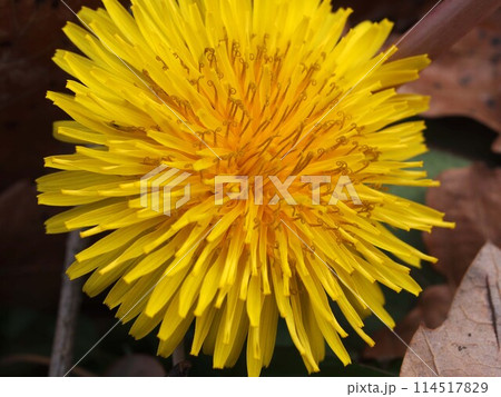 タンポポの花のアップ タンポポの花のアップ 114517829