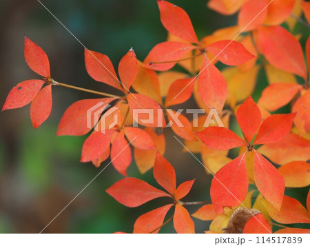 ドウダンツツジの紅葉 ドウダンツツジの紅葉 114517839