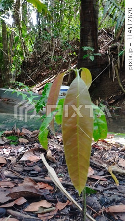 mango plant in initial development in native vegetation area, Ceara - Brazil 114517870