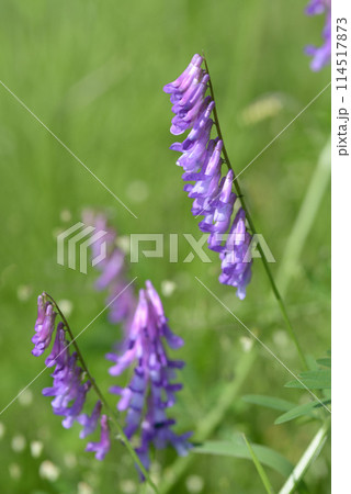 クサフジ クサフジ 114517873