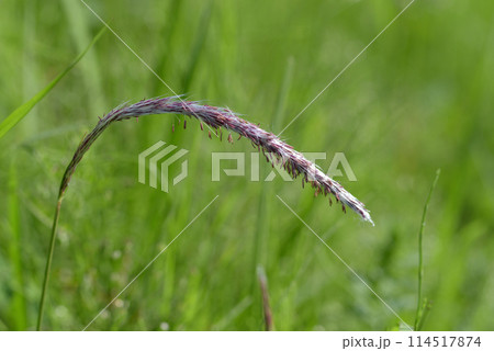 チガヤ 野草 チガヤ 野草 114517874