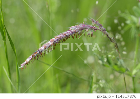 チガヤ　野草 114517876