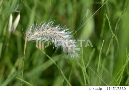 チガヤ 野草 チガヤ 野草 114517880