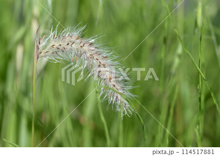 チガヤ　野草 114517881