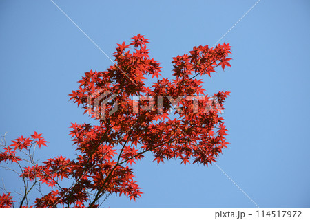 ノムラモミジ 114517972