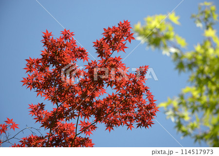 ノムラモミジ 114517973