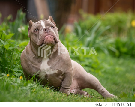 A handsome powerful American bully sits in the green grass. Lots of muscle and beauty. 114518151
