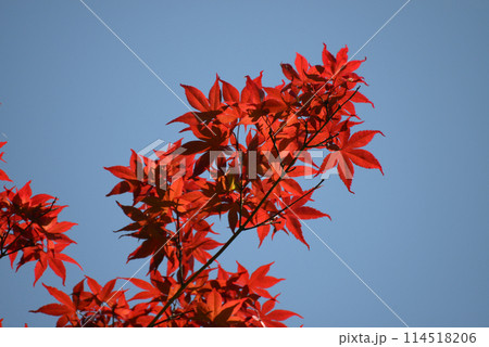 ノムラモミジ 114518206