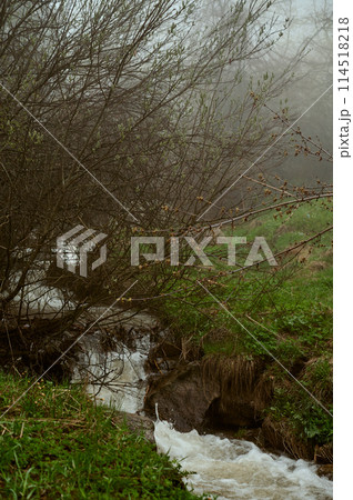A stream flows through a dense green forest on a misty day A stream flows through a dense green forest on a misty day 114518218