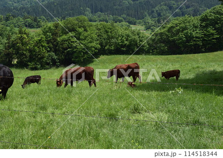 牛の放牧 月山高原牧場 山形県 114518344