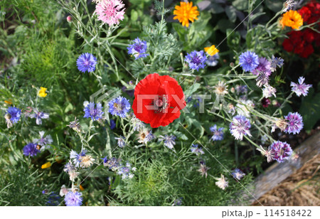Blossoming flowers Blossoming flowers 114518422