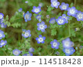 ネモフィラ(2024年5月) 114518428
