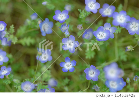 ネモフィラ(2024年5月) 114518428