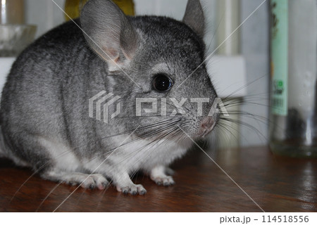 Chinchilla gray. With a long mustache.   A handsome male. On the hands of a gray chinchilla. 114518556