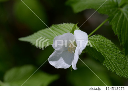 シロヤマブキ シロヤマブキ 114518973