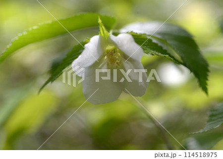 シロヤマブキ シロヤマブキ 114518975