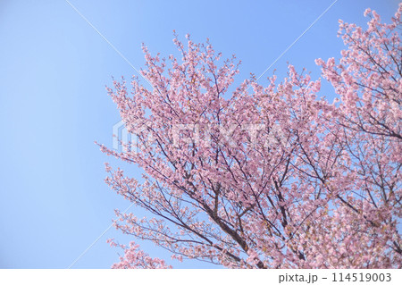 満開の桜と青空（オールドレンズ撮影） 114519003