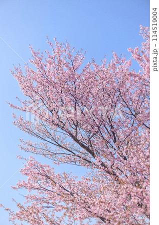 満開の桜と青空(オールドレンズ撮影) 満開の桜と青空(オールドレンズ撮影) 114519004