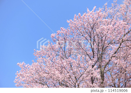 満開の桜と青空（オールドレンズ撮影） 114519006