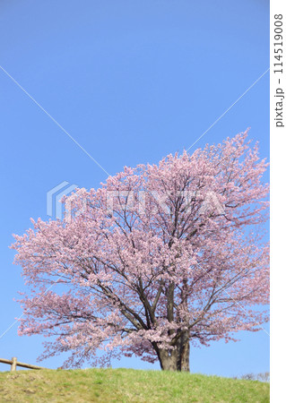 満開の桜と青空(オールドレンズ撮影) 満開の桜と青空(オールドレンズ撮影) 114519008
