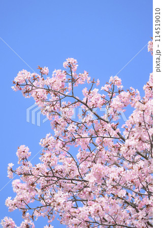 満開の桜と青空 114519010