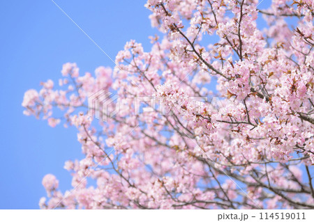 満開の桜と青空 満開の桜と青空 114519011