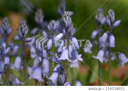 ツリガネスイオセン 114519012