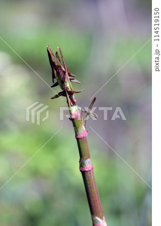 イタドリ 114519150