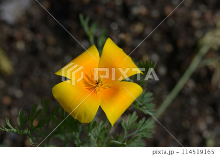 ハナビシソウ ハナビシソウ 114519165