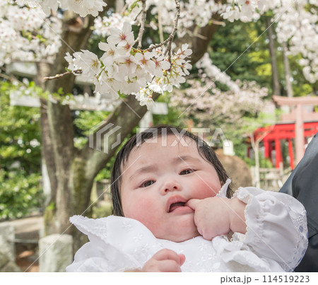 【お宮参りの赤ちゃんと桜】 114519223