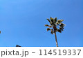 夏の空 114519337