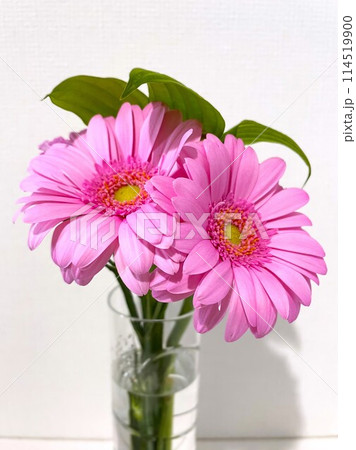 花瓶に生けたガーベラの花束1 花瓶に生けたガーベラの花束1 114519900
