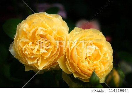 薔薇 グラハムトーマス イングリッシュローズ 薔薇 グラハムトーマス イングリッシュローズ 114519944