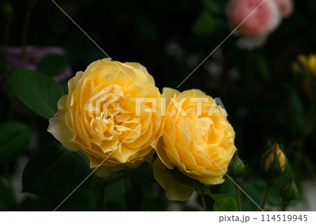 薔薇 グラハムトーマス イングリッシュローズ 薔薇 グラハムトーマス イングリッシュローズ 114519945