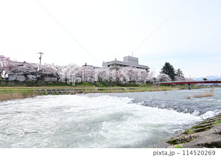 小矢部川公園と桜 小矢部川公園と桜 114520269