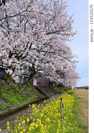 小矢部川公園と桜 114520270