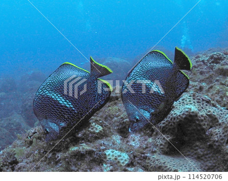 ユウゼン ユウゼン 114520706