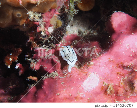 ホンノリイロウミウシ 114520707