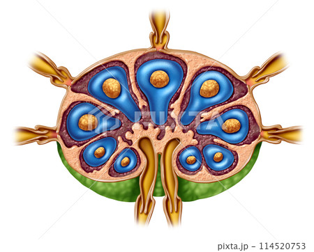 Lymph Node Anatomy 114520753