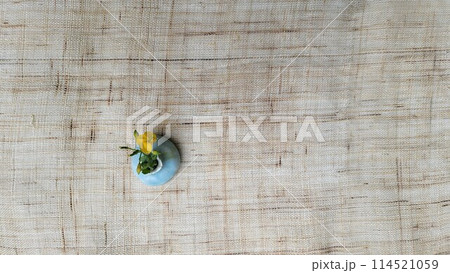 spring garden spring garden 114521059