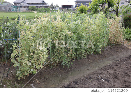 収穫末期のグリンピース畑 114521209