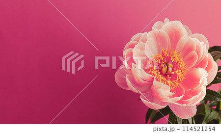 ピンクの芍薬　ピンク背景 114521254