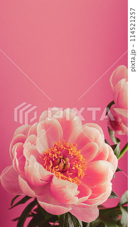 ピンクの芍薬　ピンク背景 114521257