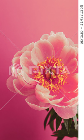 ピンクの芍薬　ピンク背景 114521258