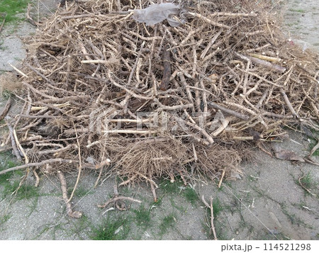 竹の地下茎 114521298