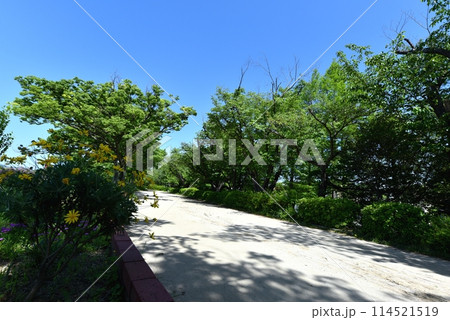 初夏の瑞ヶ池公園散歩道 初夏の瑞ヶ池公園散歩道 114521519