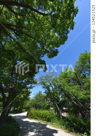 初夏の瑞ヶ池公園散歩道 初夏の瑞ヶ池公園散歩道 114521525