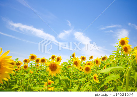 [愛知県]日進市の愛知牧場のひまわり畑 114521574