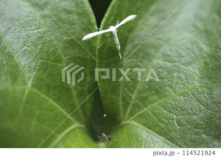 クモ 蜘蛛 スパイダー 114521924