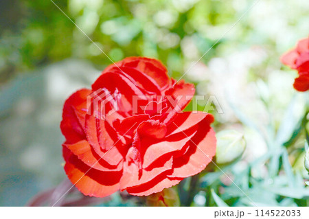 カーネーション☆carnation カーネーション☆carnation 114522033